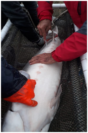 PROSPECTIVE AQUACULTURE TRENDS IN AZERBAIJAN 