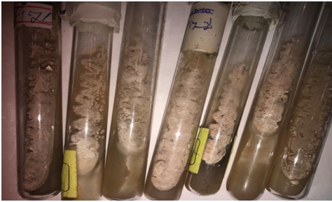 ANTIMICROBIAL ACTIVITY OF ACTINOMYCETES ISOLATED FROM DIFFERENT SOIL TYPES IN THE KARABAKH REGION OF THE REPUBLIC OF AZERBAIJAN