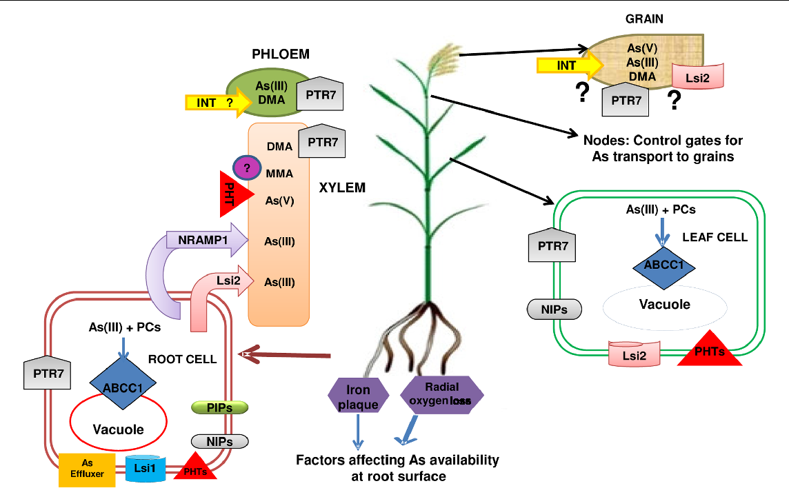 THE JOURNEY OF ARSENIC FROM SOIL TO RICE