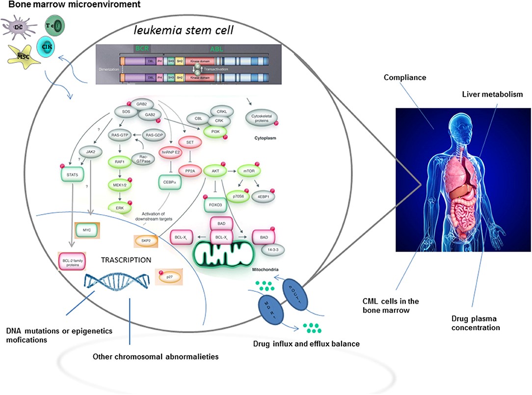 BCR-ABL DEPENDENT AND INDEPENDENT MECHANISMS IN TYROSINE KINASE INHIBITORS TREATMENT OUTCOME