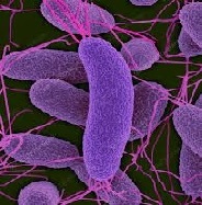 BIOMONITORING OF ENVIRONMENTAL POLLUTANTS IN MARINE ECOSYSTEMS BY BIOLUMINESCENT BACTERIA