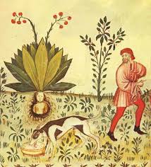 An Explanatory Dictionary of Plant Names Based on Selected Examples of Classical Persian Poetry