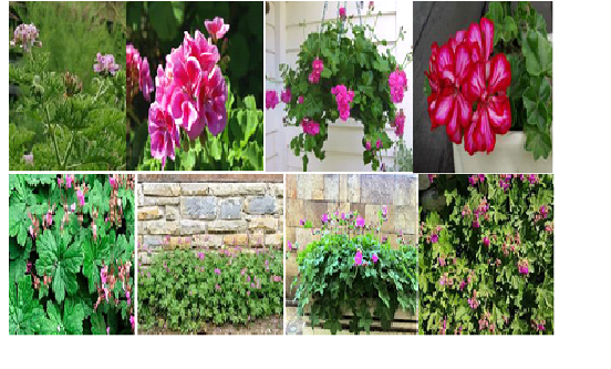WHAT ARE THE DIFFERENCES BETWEEN GERANIUM AND PELARGONIUM AS A REPRESENTATIVE OF GERANIACEAE FAMILY?