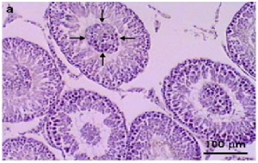 IN VIVO ASSESSMENT OF MAMMALIAN TOXICITY OF PESTICIDES